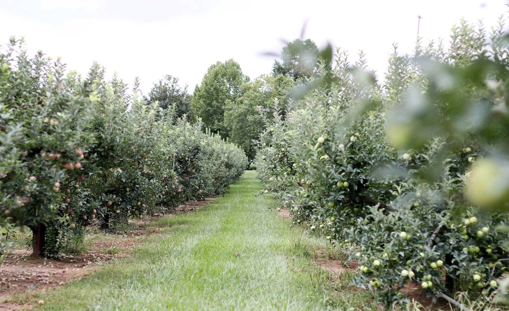 Scott’s Orchard